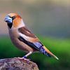Appelvink op een boomtak van Photo Henk van Dijk