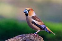 Appelvink op een boomtak