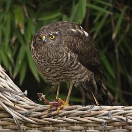 Épervier sur Cees van der Linden