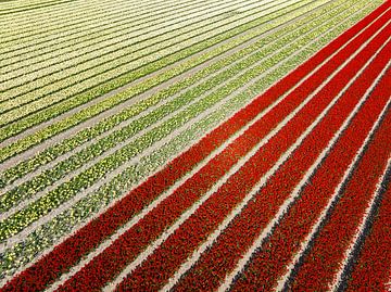 Rode en gele tulpen in akkers van bovenaf gezien