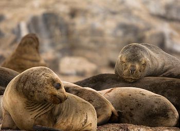 Verschillende zeehonden in het Beagle kanaal, Ushuaia Argentinië