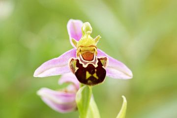 Bijenorchis(Ophrys apifera ) in de duinen van Meijendel van jordan blaauw