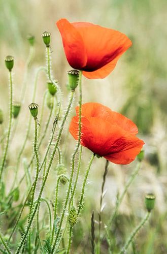 Close up of Poppies