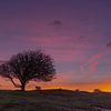 Baum bei Sonnenaufgang von Gilbert Schroevers