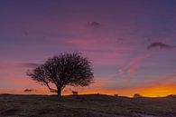 Tree at sunrise by Gilbert Schroevers thumbnail