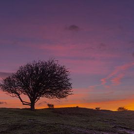 Tree at sunrise by Gilbert Schroevers