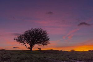 Baum bei Sonnenaufgang