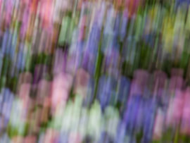 Fils de printemps – Peinture murale abstraite inspirée de la nature sur PHOTOGENIQUE