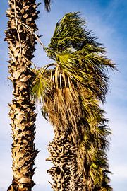 Fan palms by Dieter Walther