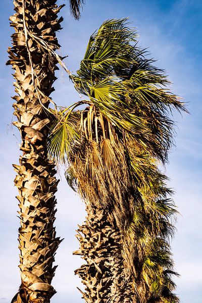Fan palms by Dieter Walther