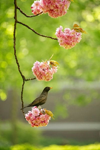 Amsel und Blüte von Lars van de Goor