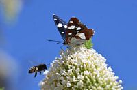 Blauwe ijsvogelvlinder