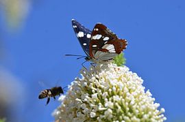 Blauwe ijsvogelvlinder van Elias Vercruysse