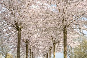 Allee mit blühenden Bäumen 2 von Alie Ekkelenkamp