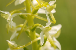 Welriekende nachtorchis 