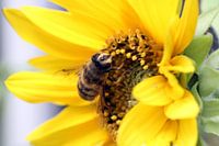 bij op zonnebloem