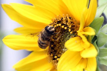 bij op zonnebloem van Frank Janssen