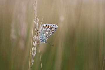 Icarusblauwtje (Polyommatus icarus) van Mighuel Geutskens