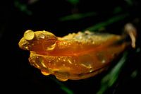 Gele krokus bedekt met dauwdruppels