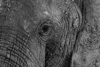 Olifant close up
