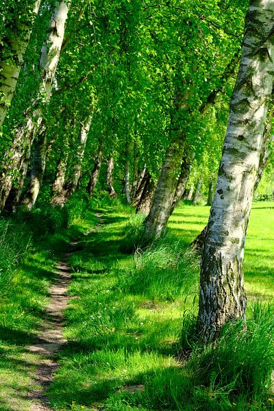 Dreamlike birch avenue by Ostsee Bilder