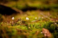 Champignons dans la forêt par Melanie Schat Aperçu