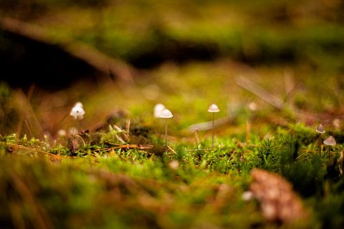 Mushrooms in the forest