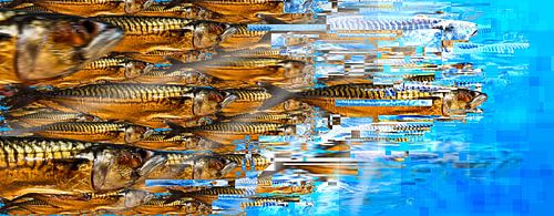 SL-244 Maquereau Attitude 5