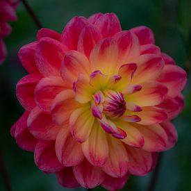 Soft Flower van Dirk Verweij
