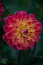 Soft Flower van Dirk Verweij thumbnail