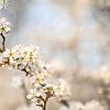 White Blossom in Spring | Nature Photography by Nanda Bussers