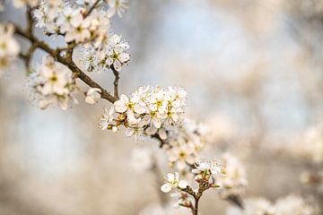 Weiße Blüte im Frühling | Naturfotografie