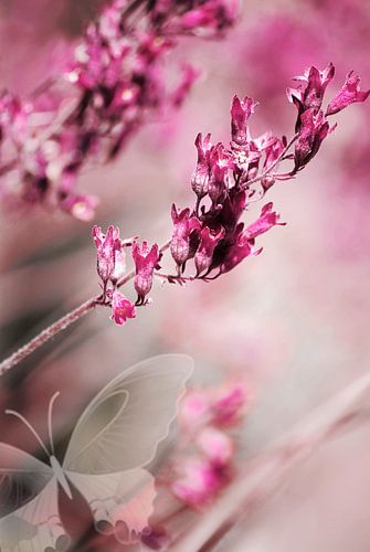 ROSE SPANGLES no1C-Butterfly