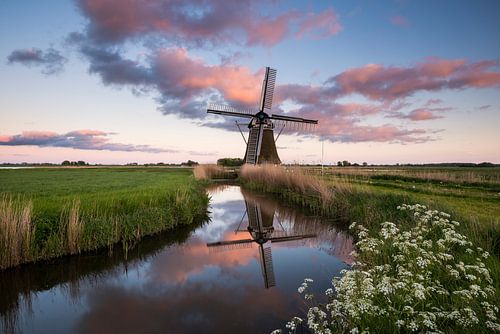 Mill the Lake Bird near Hoeksmeer