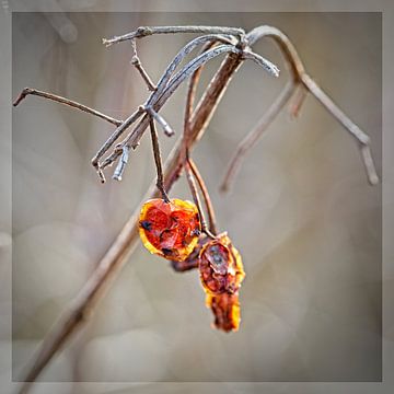 Dried Berries by Rob Boon