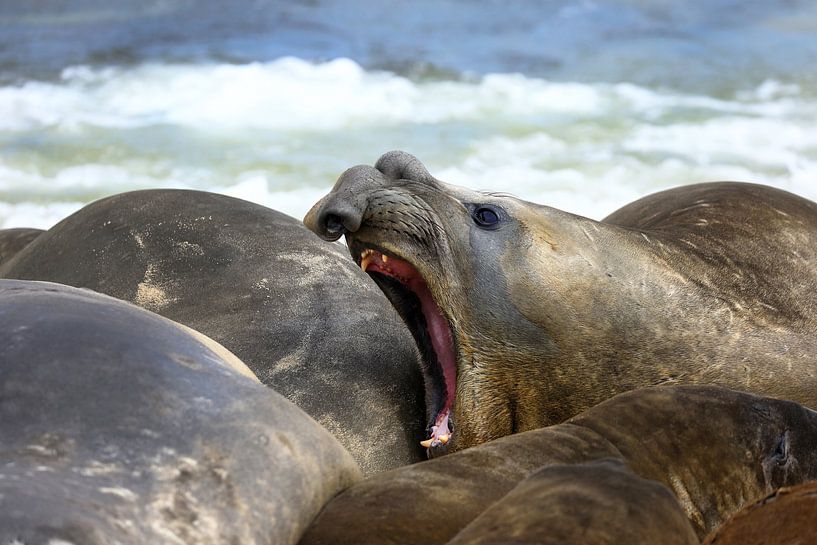 Southern elephant seal; grumpy beach lobster by Jacques van der Neut