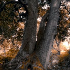 Tree of magic by Thomas Jansen