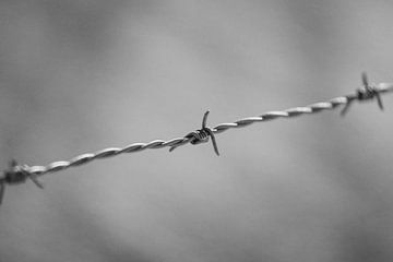 Minimalist barbed wire by Erwin Huizing