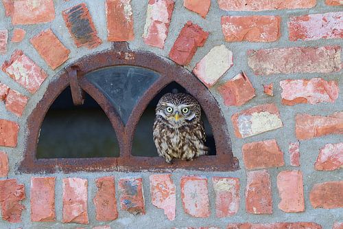 Steenuil in raampje van boerenschuur