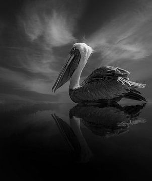 Pelikan auf dem Wasser in schwarz und weiß von Humphry Jacobs