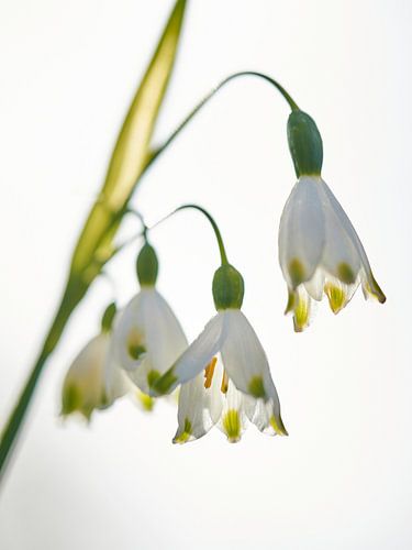 Fragiele lenteklokjes in ochtendlicht