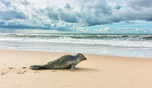 To the sea