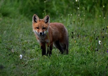 A young fox in spring by Claude Laprise