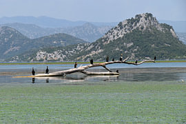 Cormorants on Lake Shkodër by Erik Buitenhuis