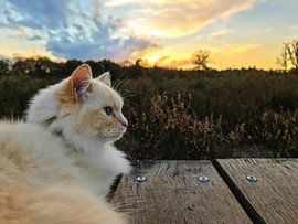Katze im Wald von Ivana Luijten