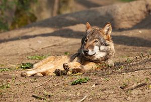 Wolf
