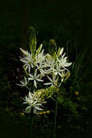 Weiße Schönheit. Stilleben in Nahaufnahme. von Alie Ekkelenkamp