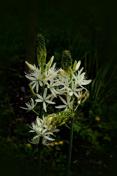 White Beauty. Nature morte en gros plan. par Alie Ekkelenkamp