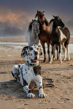 Drie mini hengsten en een Deense Dog op het strand. van ingrid schot
