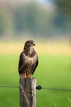 Buizerd van Laurents ten Voorde